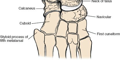 Illustration 26 for Navigate Ankle Surgery: Essential Anatomy for Approaches to the Ankle