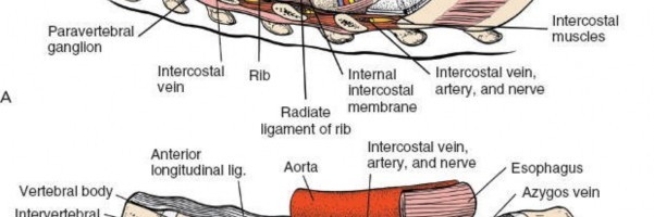 Illustration 340 for Approach to the Lumbar Spine: Mastering Techniques & Anatomy
