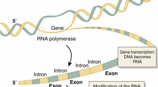 Deciphering Syndrome Autosomal Recessive: Genetics Explained