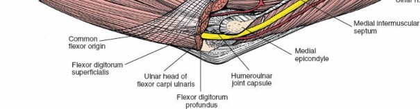 Illustration 105 for Mastering Elbow Approaches: Applied Surgical Anatomy for Precision