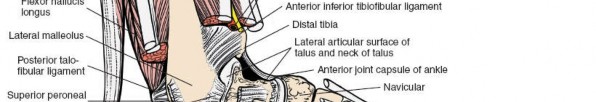 Illustration 164 for Optimized Approaches to the Dorsum of the Foot & Ankle