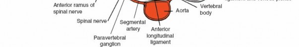 Illustration 45 for Approach to the Lumbar Spine: Mastering Techniques & Anatomy