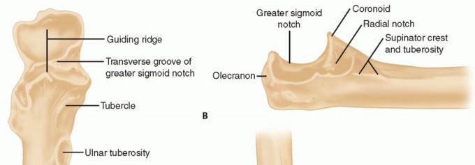 Illustration 26 for The Anatomy of the Shoulder & Elbow: Master Your Body