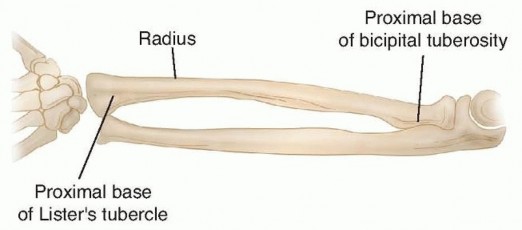 Intramedullary Fixation of Forearm Shaft Fractures
