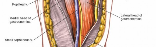Illustration 189 for Mastering Knee Approaches: Spotlight on Superficial Medial Ligament
