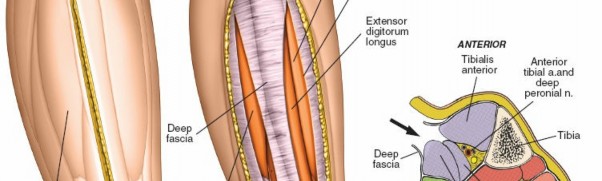 Illustration 109 for Surgical Access: Mastering the Tibia's Surface & Fibula Approaches