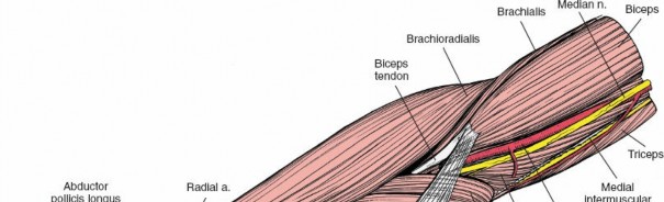 Unlock the Anterior Compartment of the Forearm: Surgical Keys