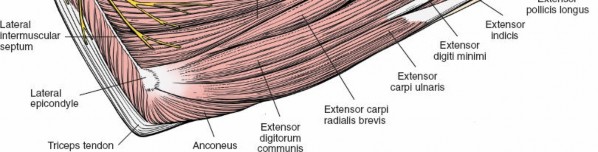 Illustration 3 for Safe Posterior Radius: Mastering Nerve Supply Posterior Anatomy