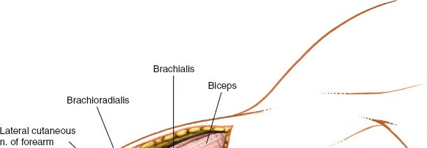 Illustration 59 for Mastering the Approach to the Distal Humerus: Safety & Skills