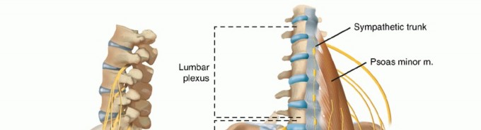 Lateral Interbody Fusion: Essential Anatomy for Safe Approaches