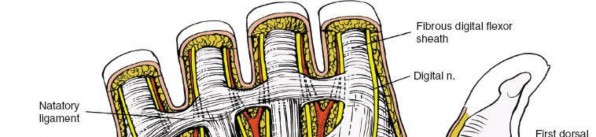 Volar Wrist Surgery: Master the Anatomy of the tendon of the flexor