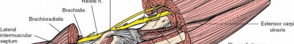 Illustration 25 for Critical Elbow Applied Surgical Anatomy: Enhance Your Practice