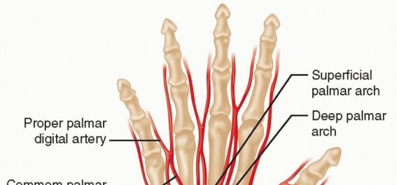 Illustration of radial and ulnar - Dr. Mohammed Hutaif