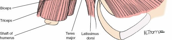 Illustration 66 for Essential Guide: Mastering Every Approach to the Shoulder