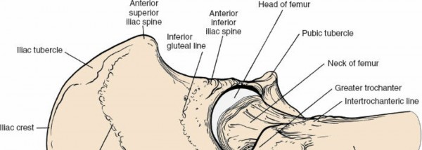 Illustration 161 for Unlocking Every Aspect of the Hip's Surgical Approaches