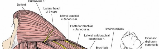 Illustration 17 for Surgical Anatomy of the Arm: Navigating Key Neurovascular Structures