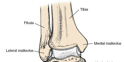 Illustration 159 for Optimized Approaches to the Dorsum of the Foot & Ankle