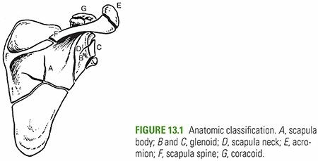 Scapula Fractures: Your Guide to Recognizing and Treating Scapula Injuries