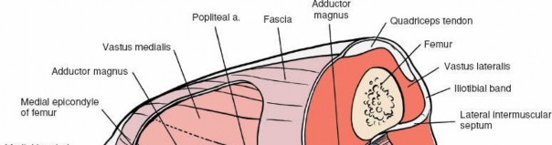 Illustration 119 for Mastering Knee Approaches: Spotlight on Superficial Medial Ligament