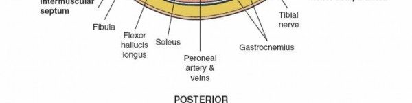 Illustration 107 for Surgical Access: Mastering the Tibia's Surface & Fibula Approaches