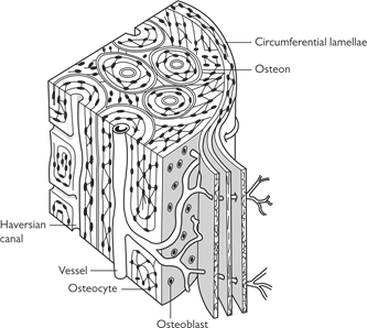 Illustration 3 for Pass Your Basic Sciences Viva: Key Anatomy & Pathology