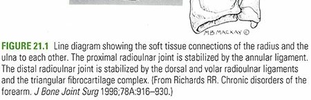 Illustration of radius and ulna - Dr. Mohammed Hutaif