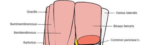 Illustration 210 for Mastering Knee Approaches: Spotlight on Superficial Medial Ligament