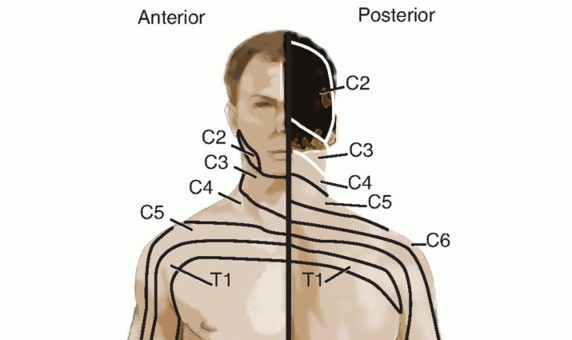Illustration 4 for How ACDF Clears Your Posterior Disc Space for Lasting Relief