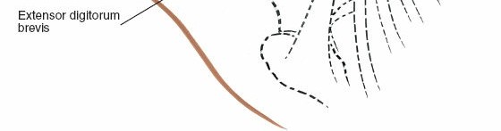 Illustration 109 for Optimized Approaches to the Dorsum of the Foot & Ankle