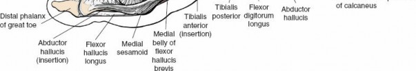 Illustration 4 for Navigate Ankle Surgery: Essential Anatomy for Approaches to the Ankle