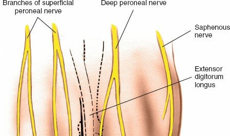 Illustration 216 for Optimized Approaches to the Dorsum of the Foot & Ankle