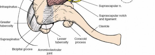Illustration 150 for Essential Guide: Mastering Every Approach to the Shoulder