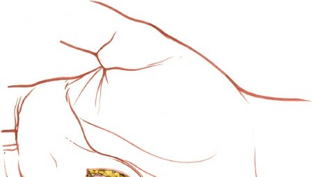 Image of palmar spaces and their relations