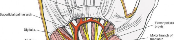 Illustration 59 for Volar Approach: Optimal Exposure for the Volar aspect of the Distal Radius