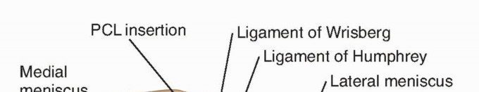Illustration of modified gillquist maneuver - Dr. Mohammed Hutaif
