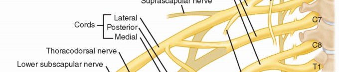 Illustration 19 for The Anatomy of the Shoulder & Elbow: Master Your Body