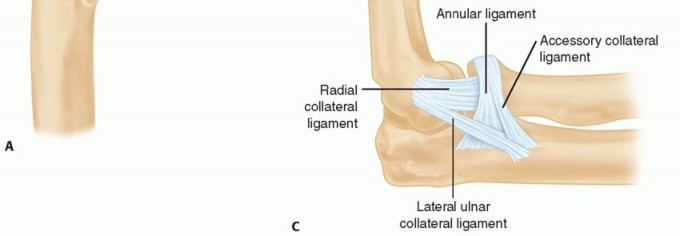 Illustration 27 for The Anatomy of the Shoulder & Elbow: Master Your Body