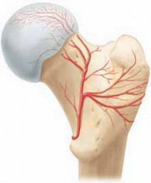 Illustration of medial femoral circumflex artery - Dr. Mohammed Hutaif