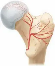 Medial Femoral Circumflex Artery: Critical to Safe Hip Dislocation