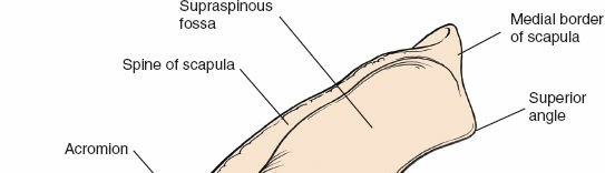 Illustration 25 for Deepen Skills: Anterolateral & Lateral Surgical Approaches