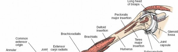 Illustration 15 for Surgical Anatomy of the Arm: Navigating Key Neurovascular Structures