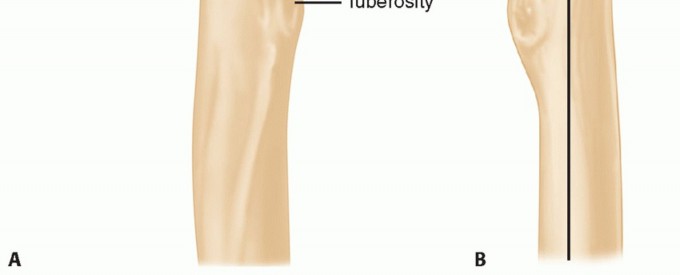 Illustration 25 for The Anatomy of the Shoulder & Elbow: Master Your Body