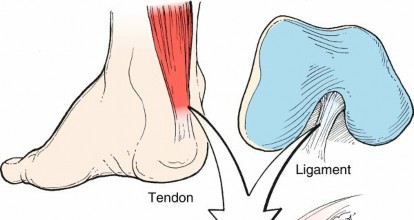 Illustration of ligament ligament ligament - Dr. Mohammed Hutaif