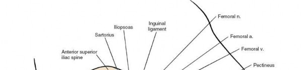 Illustration 70 for Unlocking Every Aspect of the Hip's Surgical Approaches