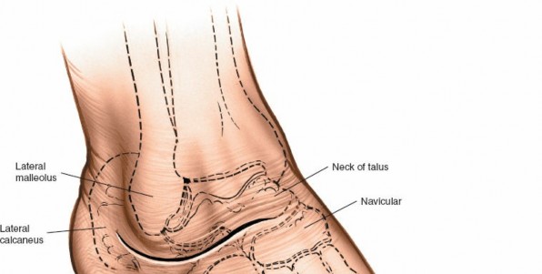 Illustration 101 for Optimized Approaches to the Dorsum of the Foot & Ankle