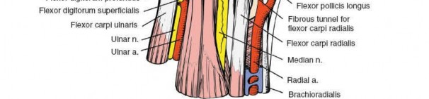 Illustration 75 for Volar Approach: Optimal Exposure for the Volar aspect of the Distal Radius