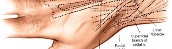 Illustration 6 for Essential Surgical Approaches: Uncover Every Aspect of the Wrist