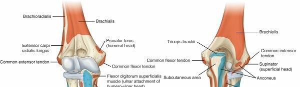 Illustration of radialposterior interosseous nerve - Dr. Mohammed Hutaif