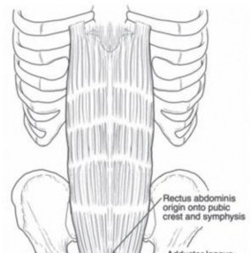 Illustration 28 for Understanding Pubalgia and Adductor Injuries: Your Guide to Relief