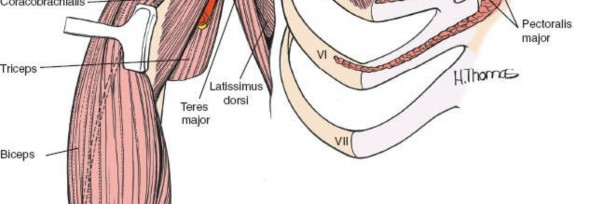 Illustration 71 for Essential Guide: Mastering Every Approach to the Shoulder